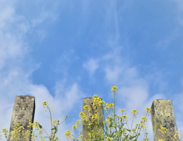 青空と菜の花に囲まれた古い墓石